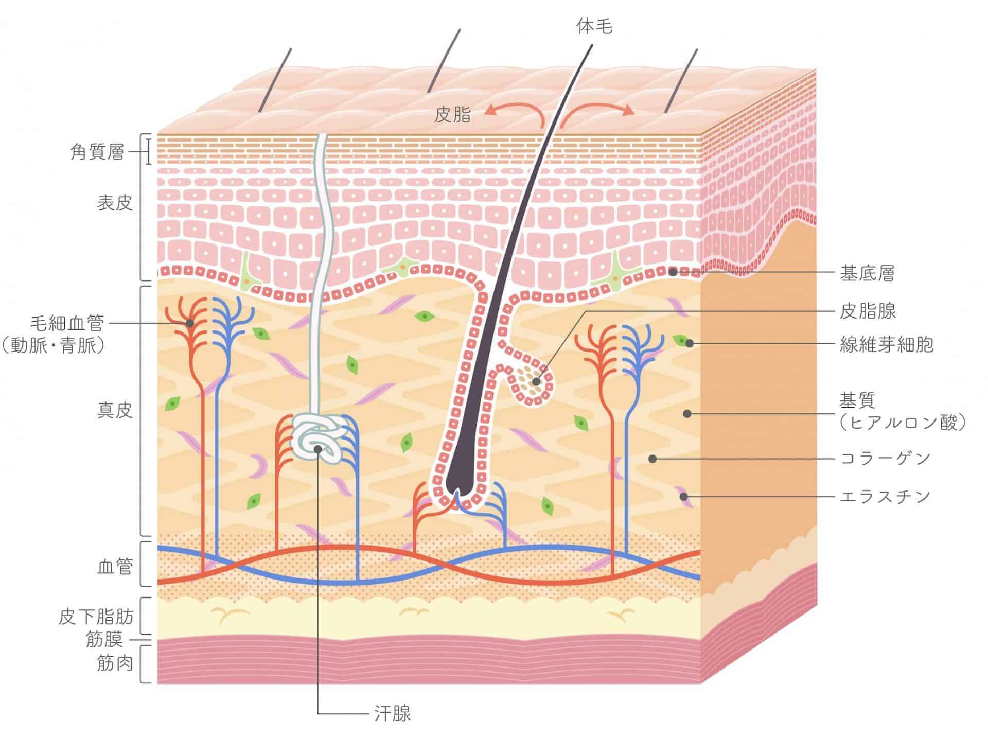皮膚の構造イラスト