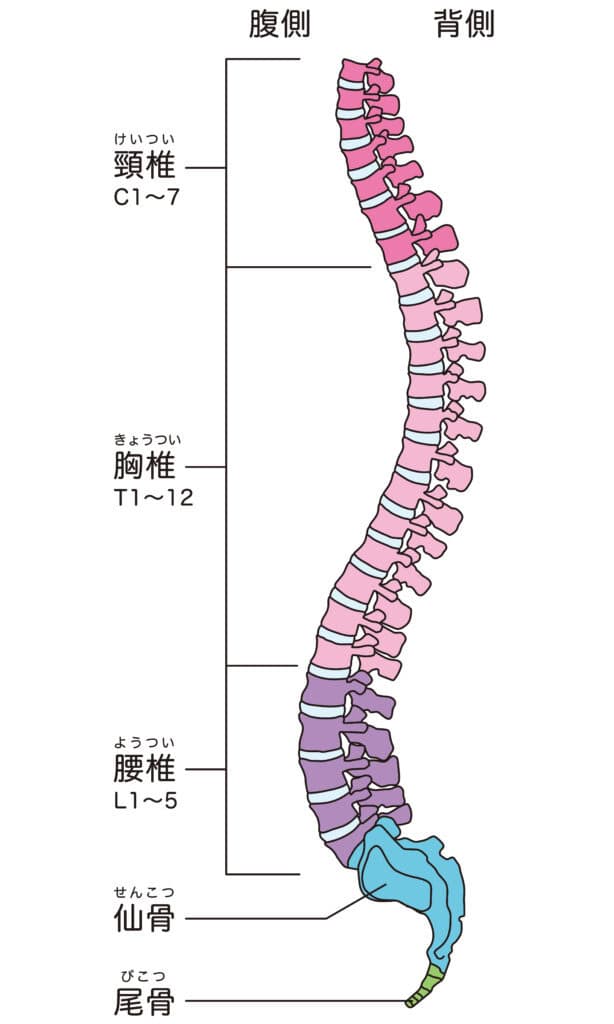 背骨